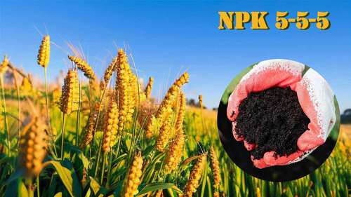 에 대한 최신 회사 뉴스 NPK 5-5-5 유기질 비료 완벽 가이드